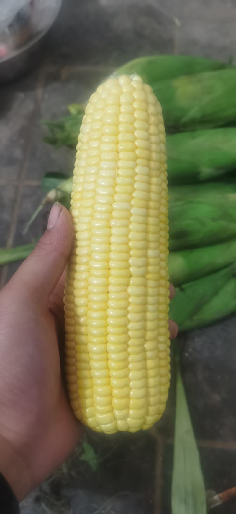 太阳花水果玉米大量有货，需要的老板欢迎联系