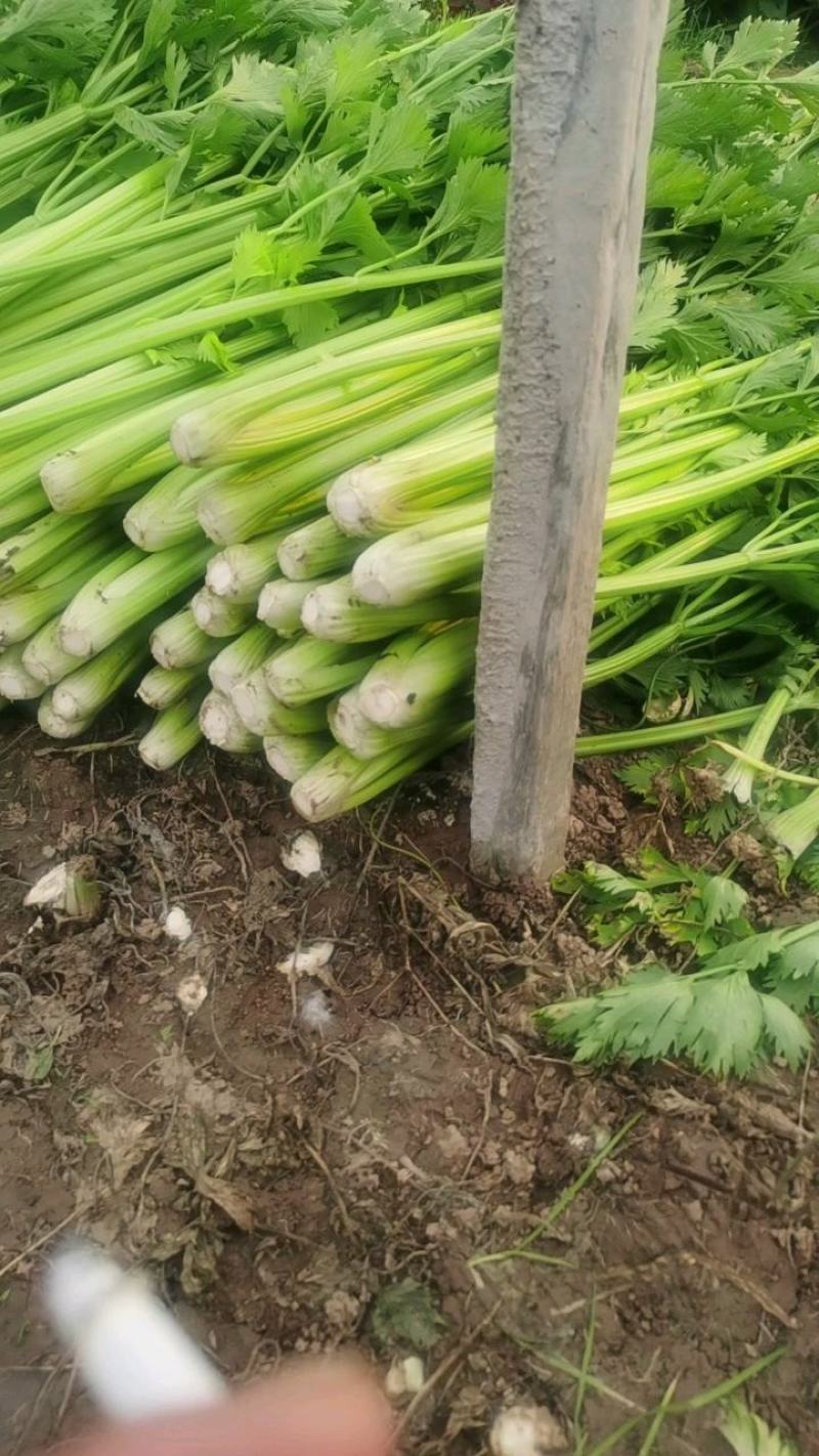 芹菜，大量有货，需要的老板欢迎电联，质量保证，大量供应