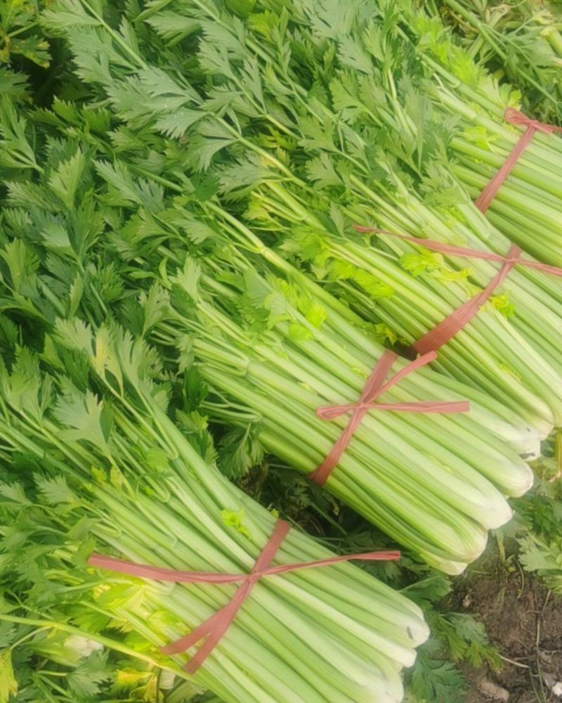 芹菜，大量有货，需要的老板欢迎电联，质量保证，大量供应