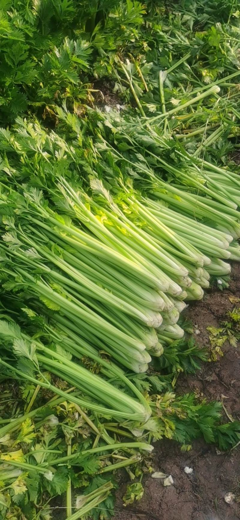 芹菜，大量有货，需要的老板欢迎电联，质量保证，大量供应