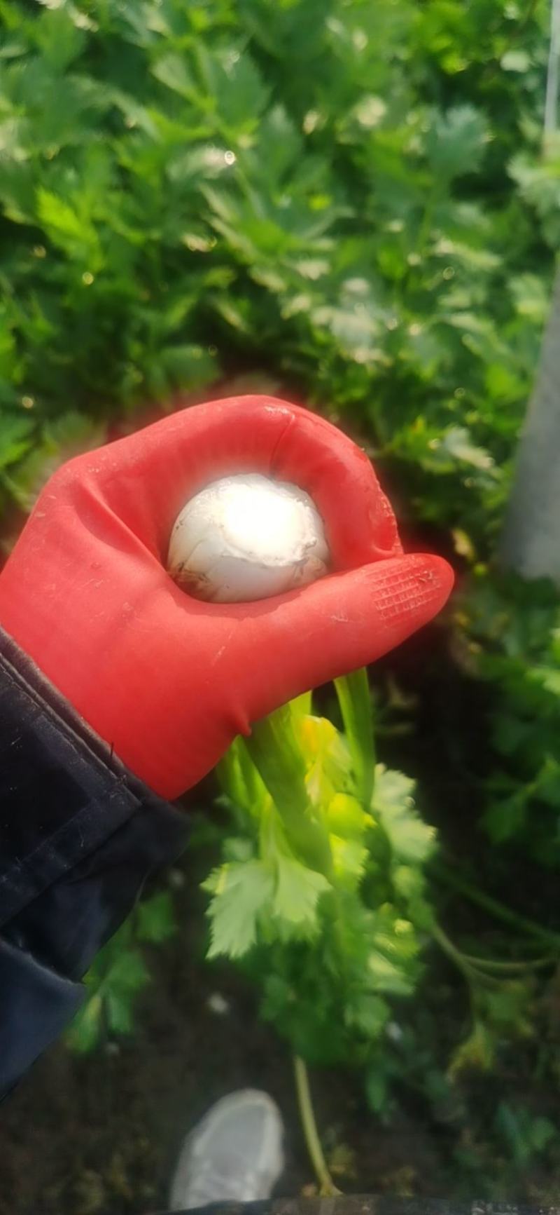 芹菜，大量有货，需要的老板欢迎电联，质量保证，大量供应
