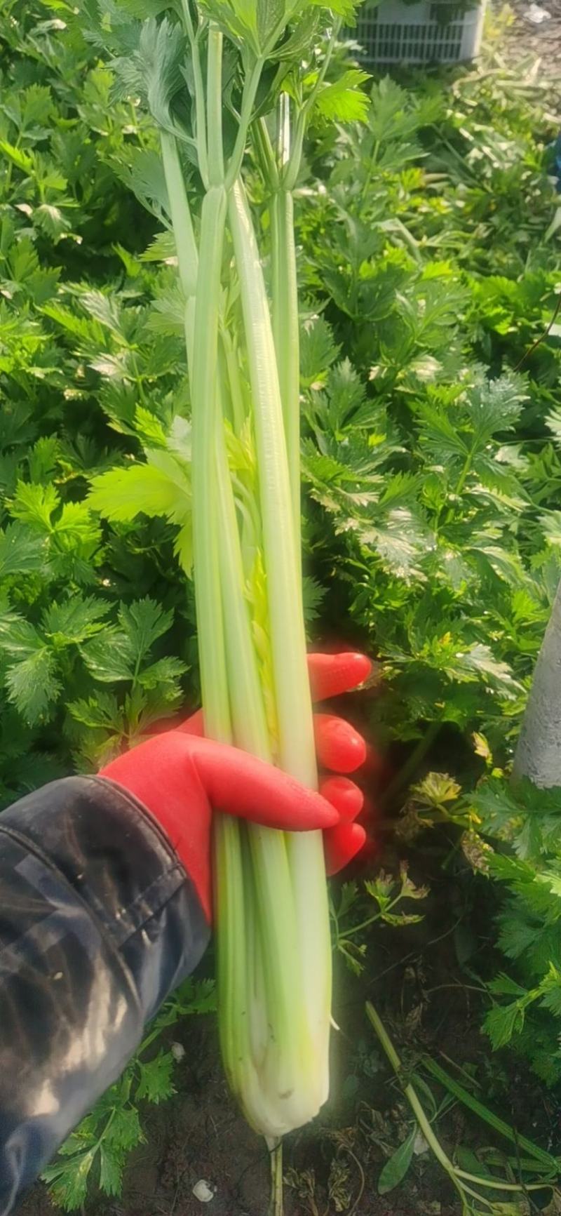 芹菜，大量有货，需要的老板欢迎电联，质量保证，大量供应