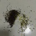 俄罗斯进口油菜籽，46含油，水分7个左右，杂质1%现货！