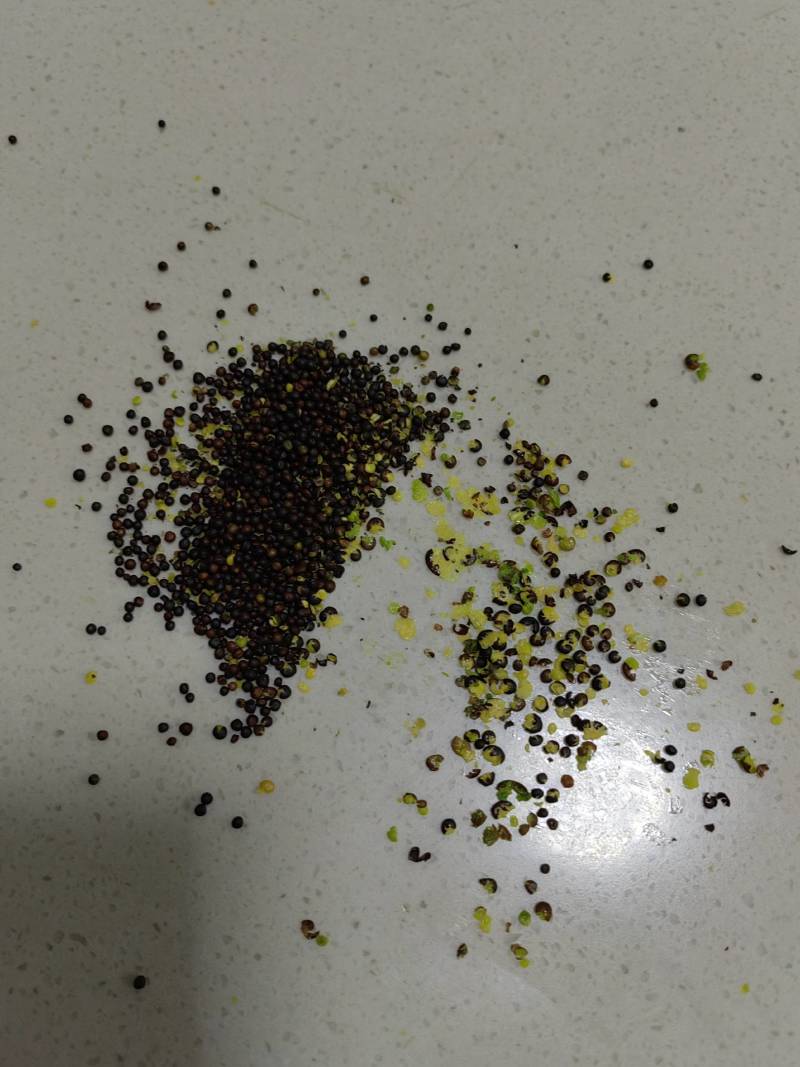 俄罗斯进口油菜籽，46含油，水分7个左右，杂质1%现货！