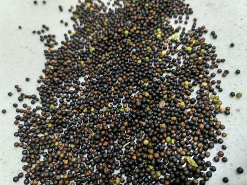 俄罗斯进口油菜籽，46含油，水分7个左右，杂质1%现货！
