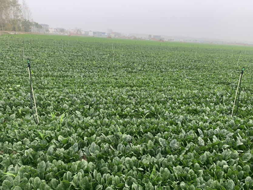 一组农民在菠菜田间进行日常巡查,一人手持记录本查看植株状态,另一人正弯腰检查根部情况,背景中有明显的分区标识和灌溉系统,阳光充足,土壤湿润但无积水 菠菜田间管理现场图