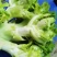 翠绿色芽包环绕，肉质洁白细嫩！宝藏蔬菜：儿菜上市！