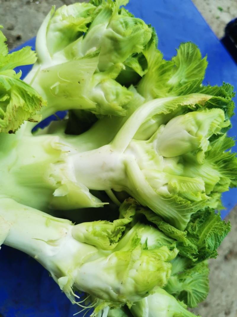 翠绿色芽包环绕，肉质洁白细嫩！宝藏蔬菜：儿菜上市！