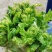 翠绿色芽包环绕，肉质洁白细嫩！宝藏蔬菜：儿菜上市！