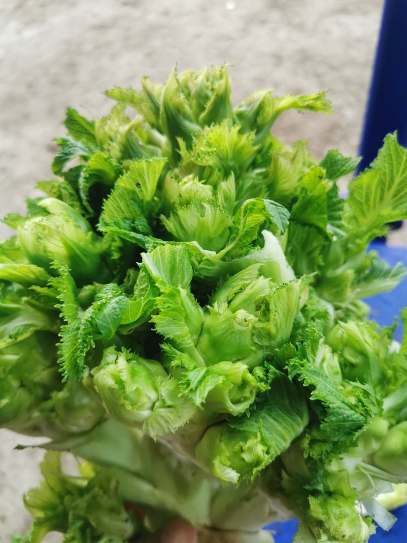 翠绿色芽包环绕，肉质洁白细嫩！宝藏蔬菜：儿菜上市！