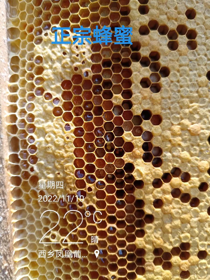 农家自产自销蜂蜜土蜂蜜原蜂