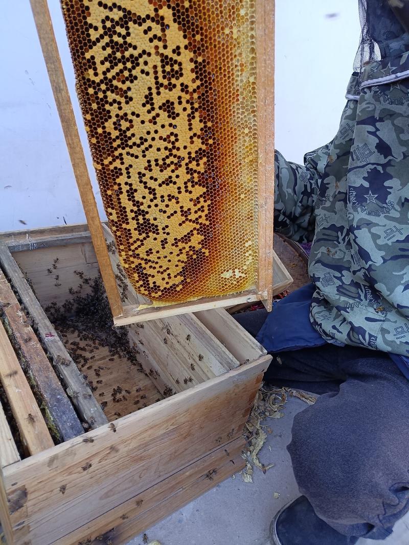 农家自产自销蜂蜜土蜂蜜原蜂