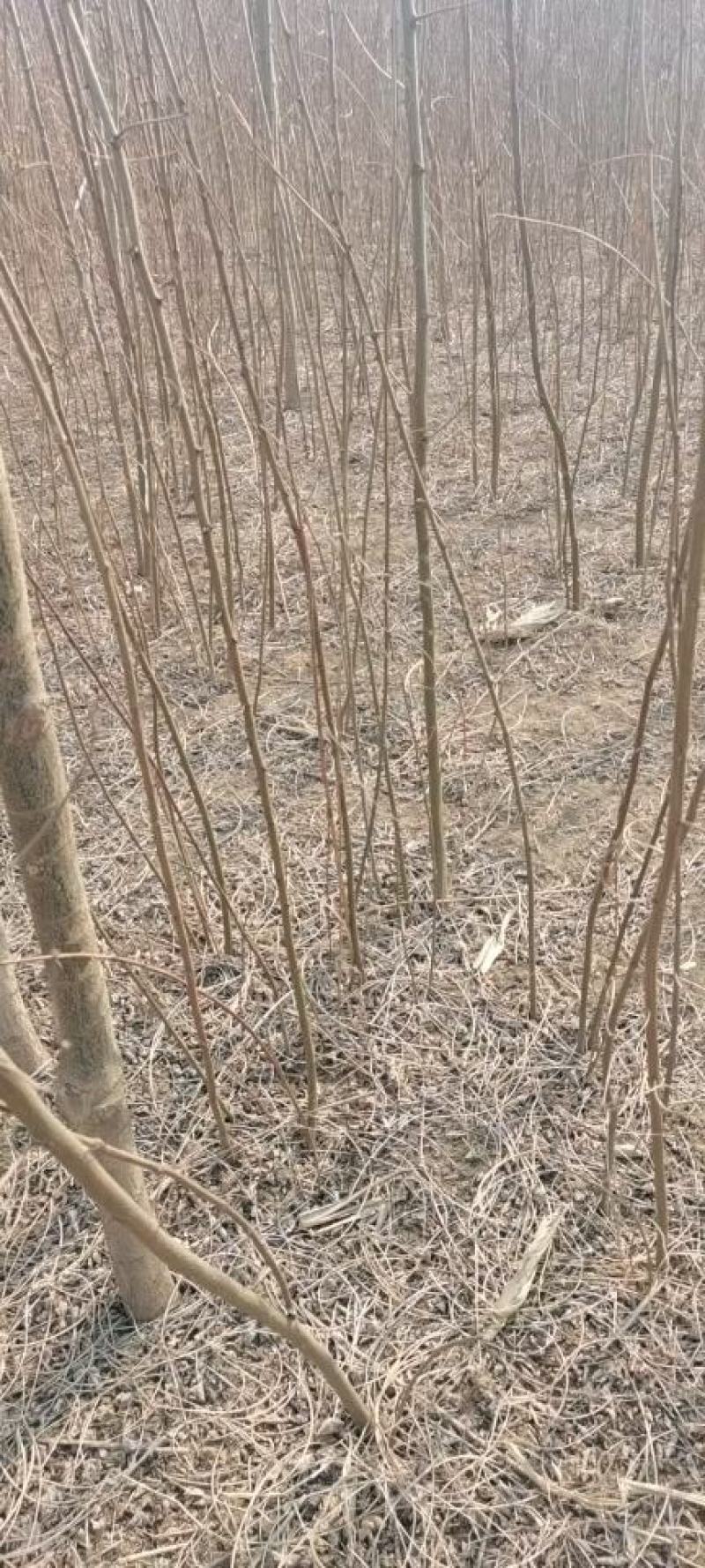 刺槐，刺槐苗，大量供应精品刺槐，现场看看苗，现挖现卖