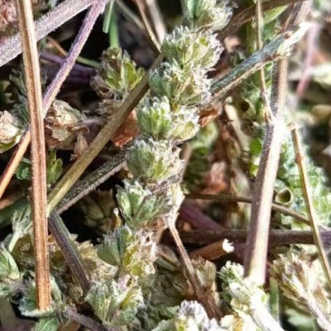 荆芥穗，荆芥三刀，榨穗