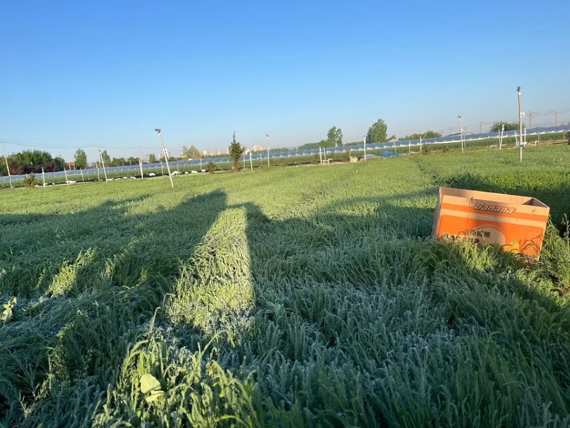 蓝亚麻供应基地
