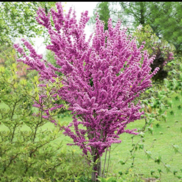 曲靖富源紫荆花种植基地