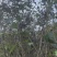 曲靖富源紫荆花种植基地