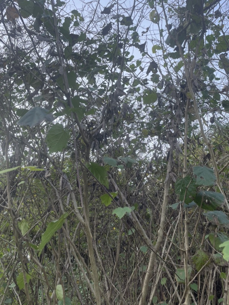 曲靖富源紫荆花种植基地