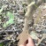 曲靖富源紫荆花种植基地