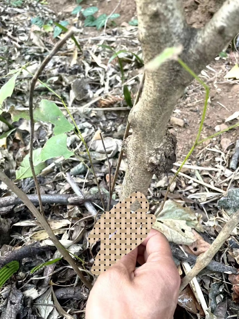 曲靖富源紫荆花种植基地