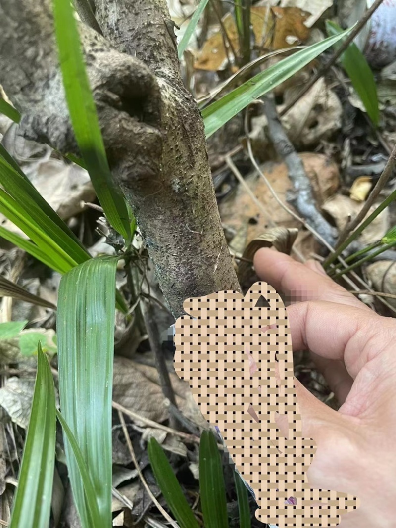 曲靖富源紫荆花种植基地