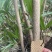 曲靖富源紫荆花种植基地