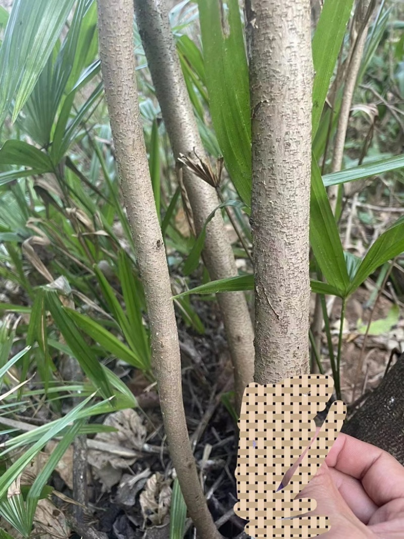 曲靖富源紫荆花种植基地