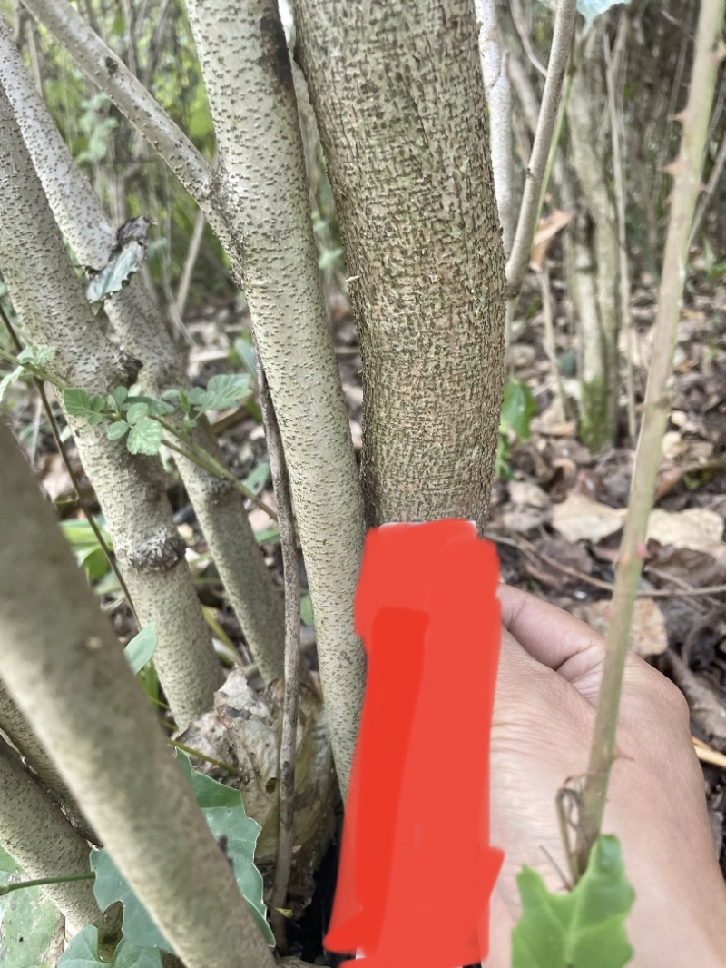 曲靖富源紫荆花种植基地