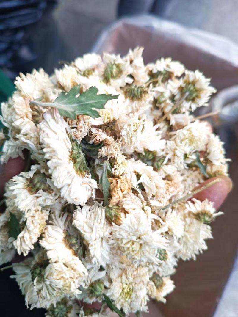 北京菊花