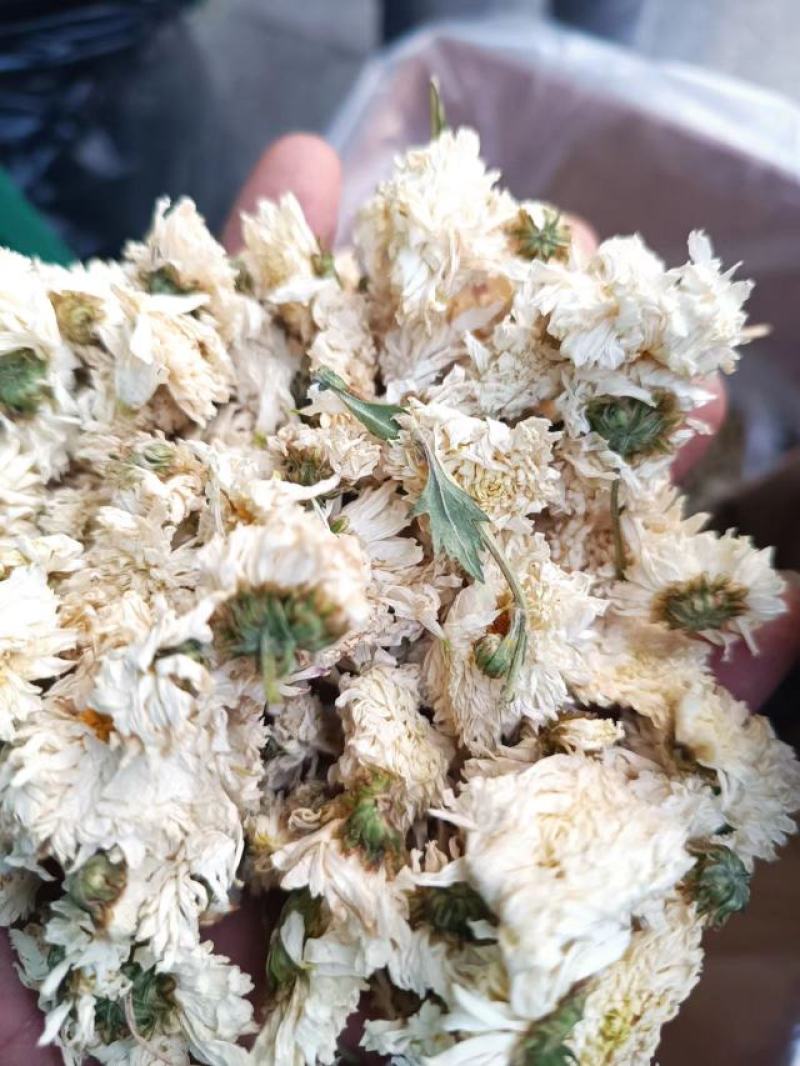 北京菊花