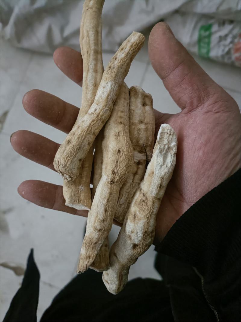 天花粉片，个子，药厂货
