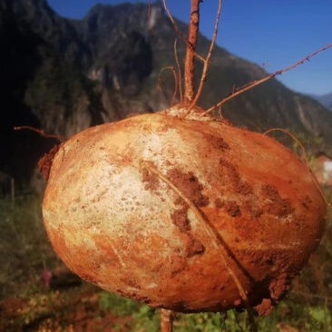 大凉山地瓜，冕宁县产地直销售凉暑地瓜大量上市，脆甜化渣
