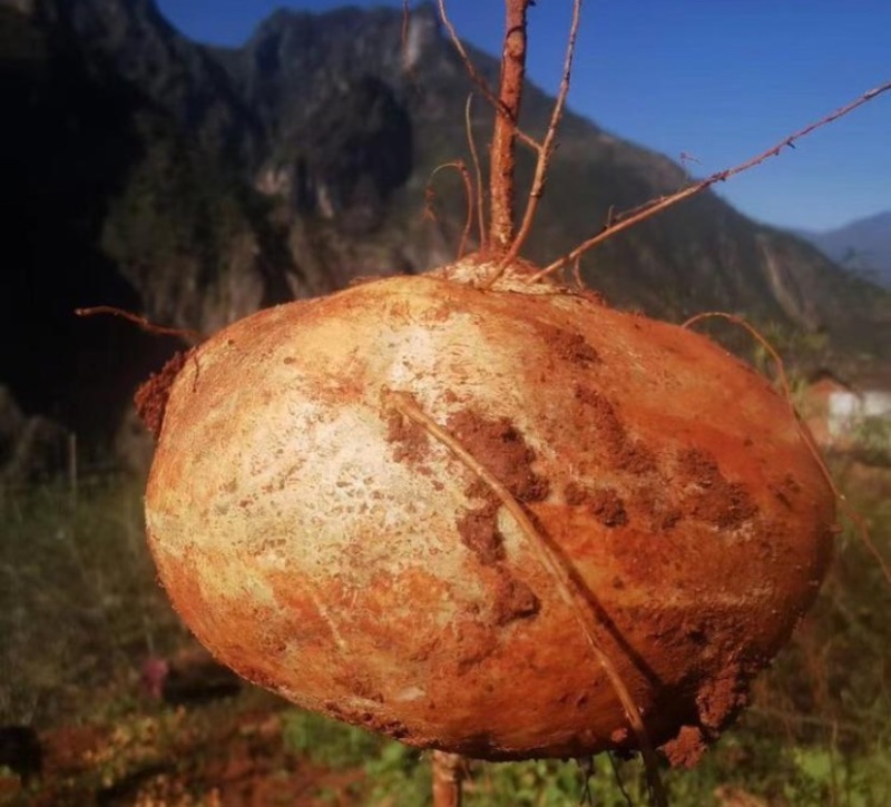 大凉山地瓜，冕宁县产地直销售凉暑地瓜大量上市，脆甜化渣