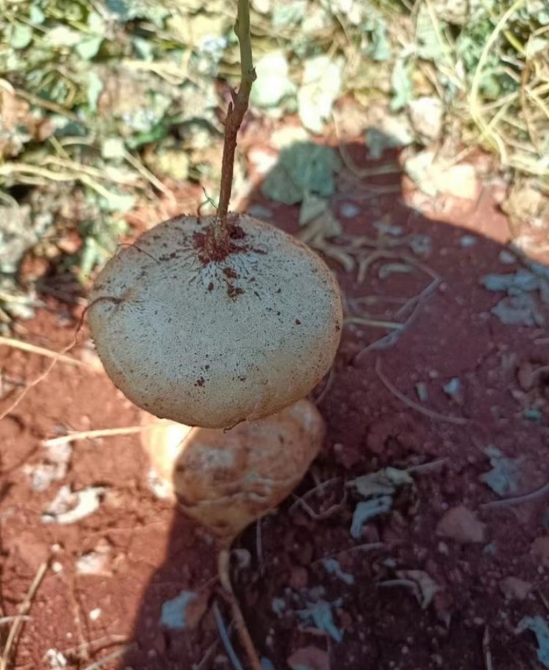 大凉山地瓜，冕宁县产地直销售凉暑地瓜大量上市，脆甜化渣