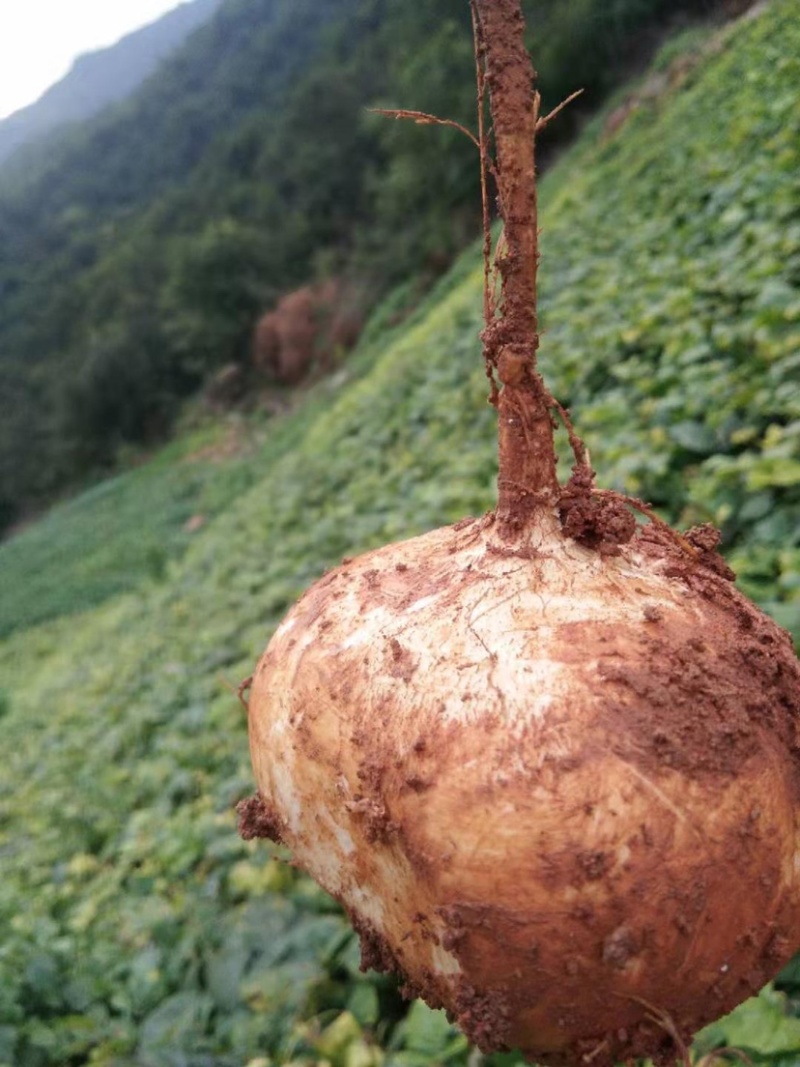 大凉山地瓜，冕宁县产地直销售凉暑地瓜大量上市，脆甜化渣