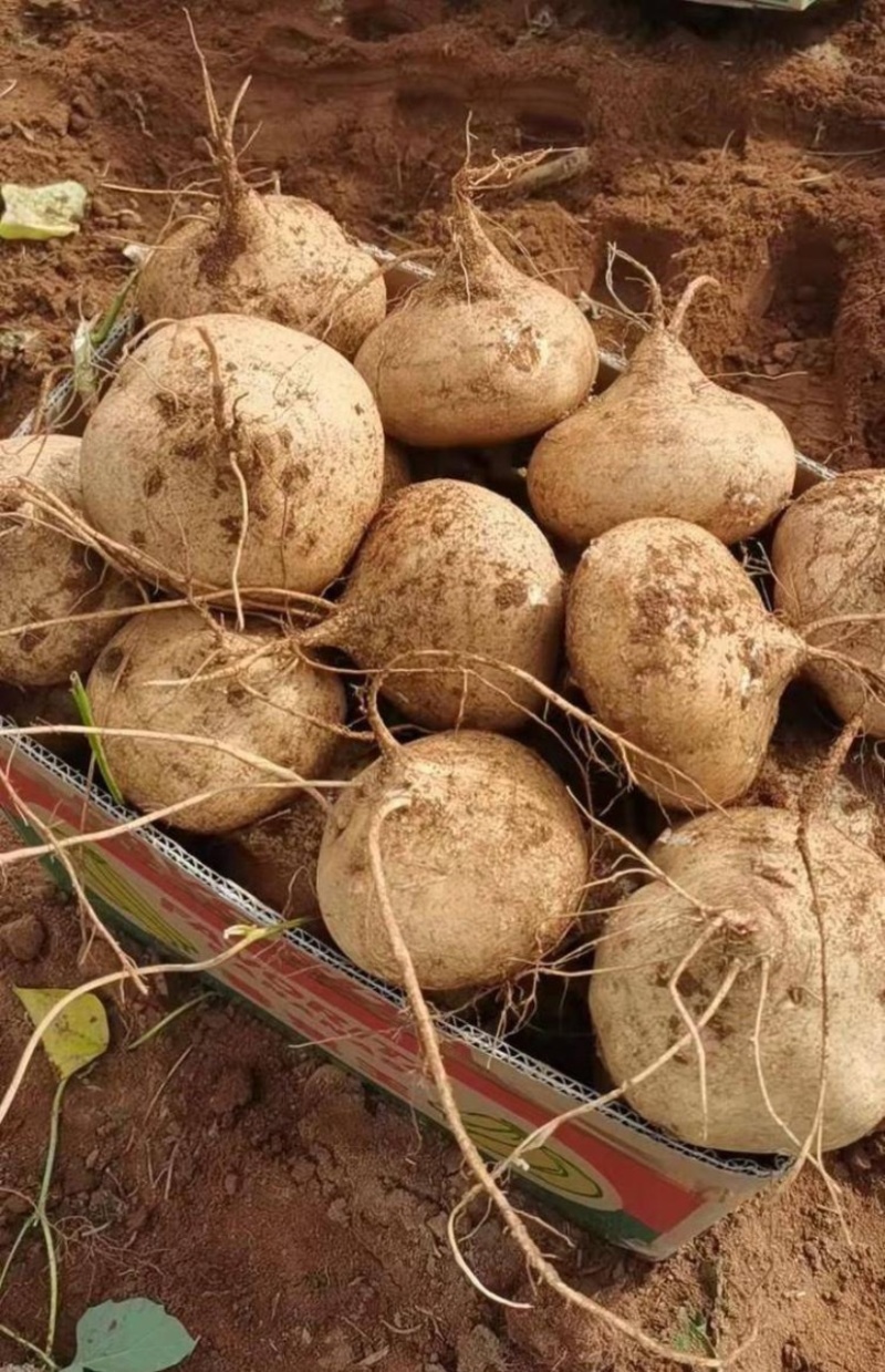 大凉山地瓜，冕宁县产地直销售凉暑地瓜大量上市，脆甜化渣