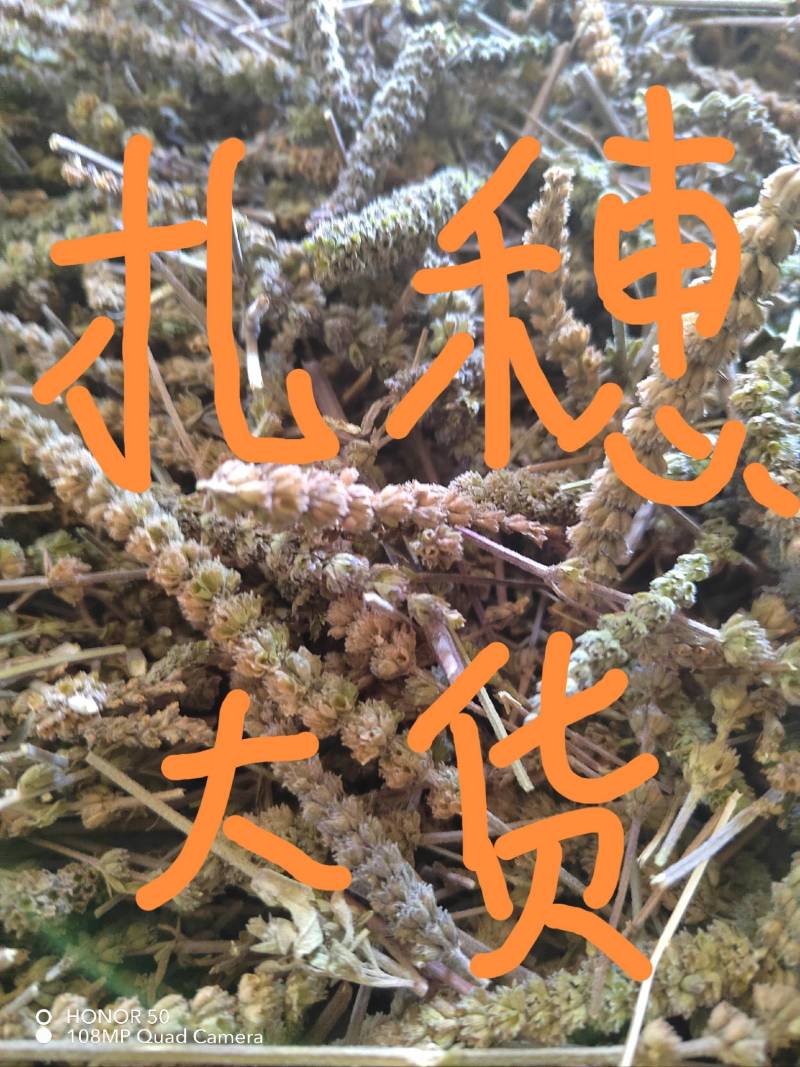 荆芥咀河北地产荆芥咀荆芥侧穗全荆芥都有需要的请联系我