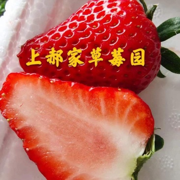 红颜久久草莓上市中，基地直供，品质保证，可视频看货