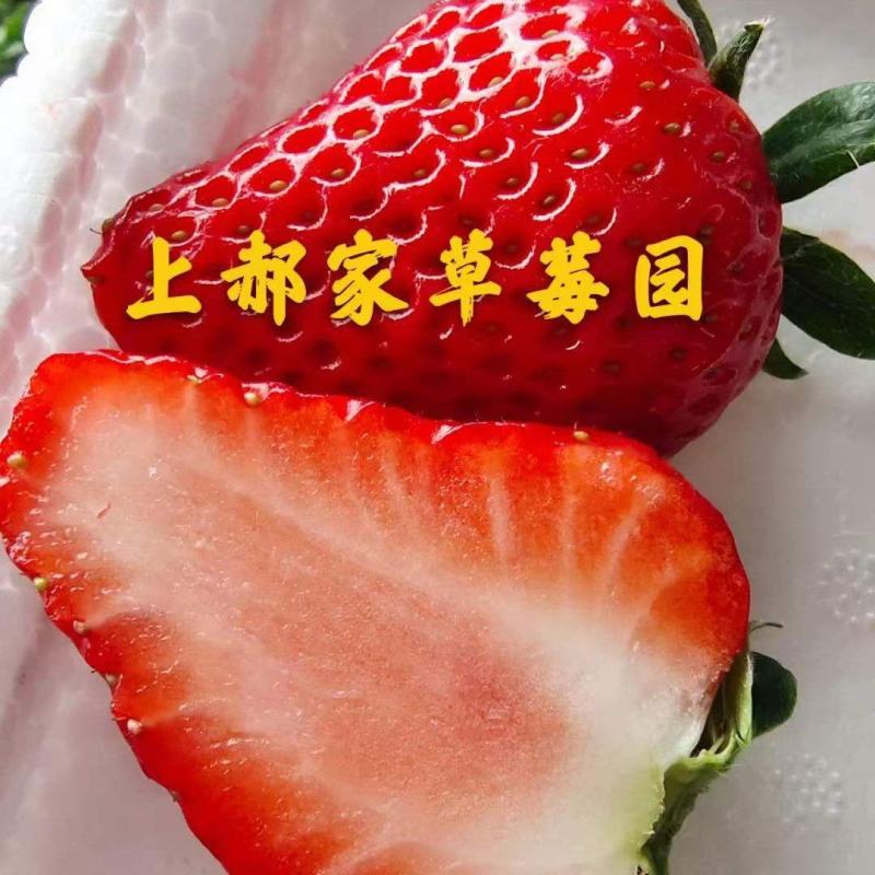 红颜久久草莓上市中，基地直供，品质保证，可视频看货