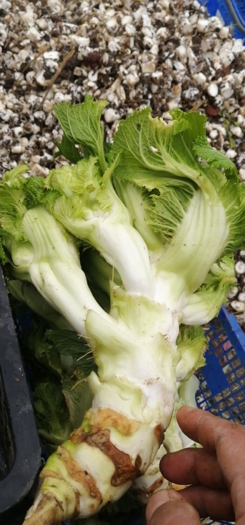 儿菜