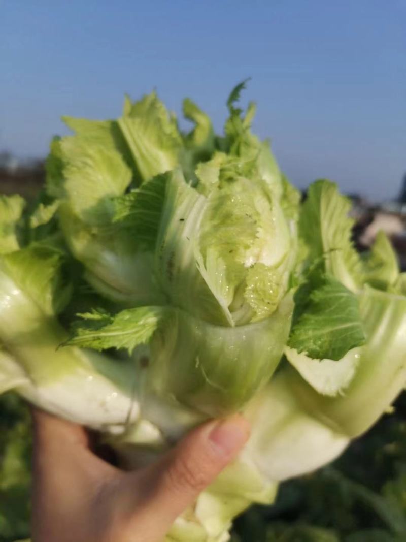 儿菜