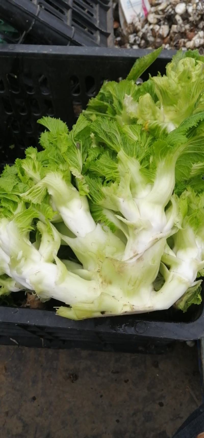 儿菜