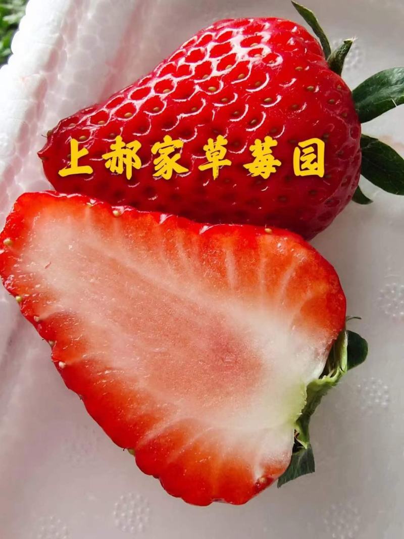红颜久久草莓上市中，基地直供，品质保证，可视频看货