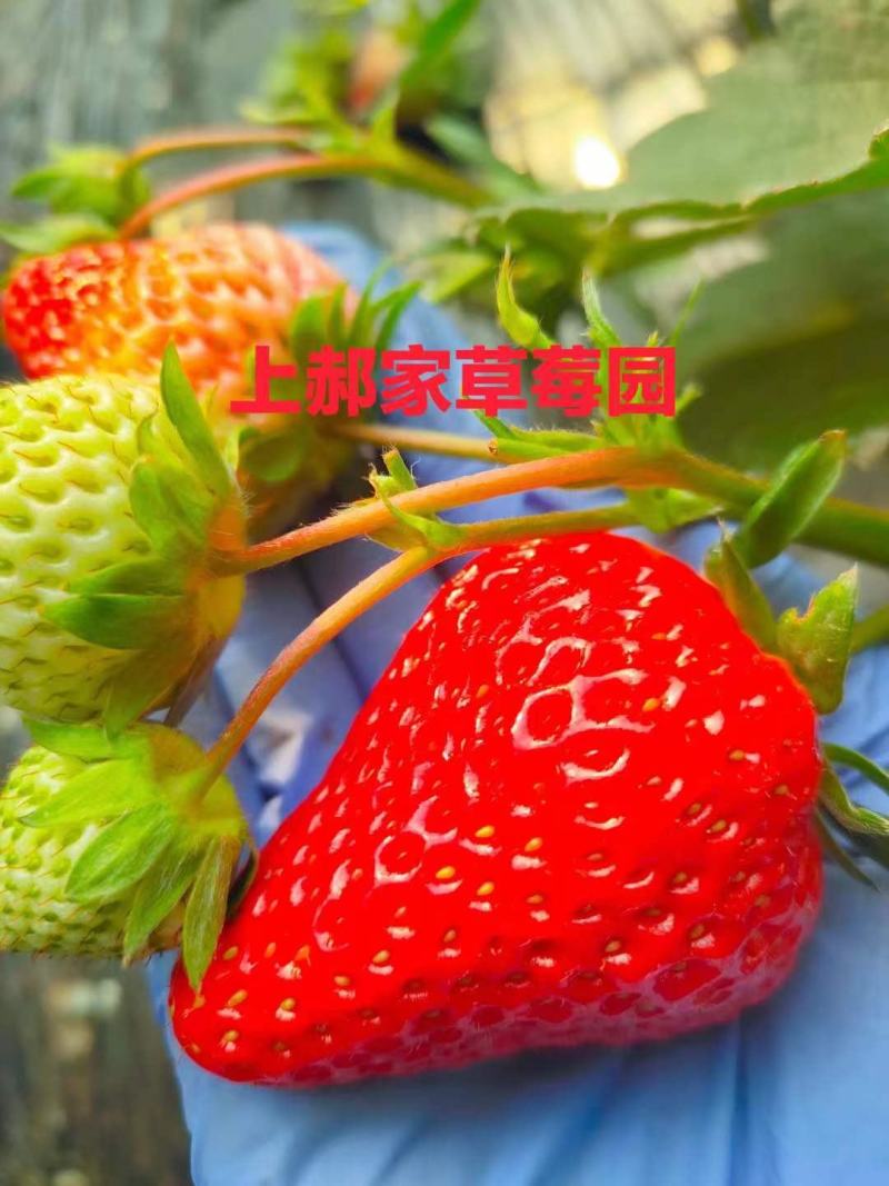 红颜久久草莓上市中，基地直供，品质保证，可视频看货