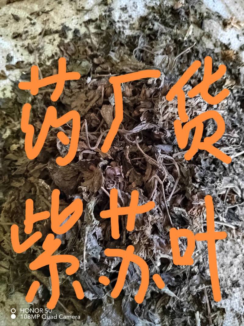 紫苏叶，药厂货落地叶大货，饮片货都有。欢迎选购