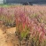 精品血草基地现货供应