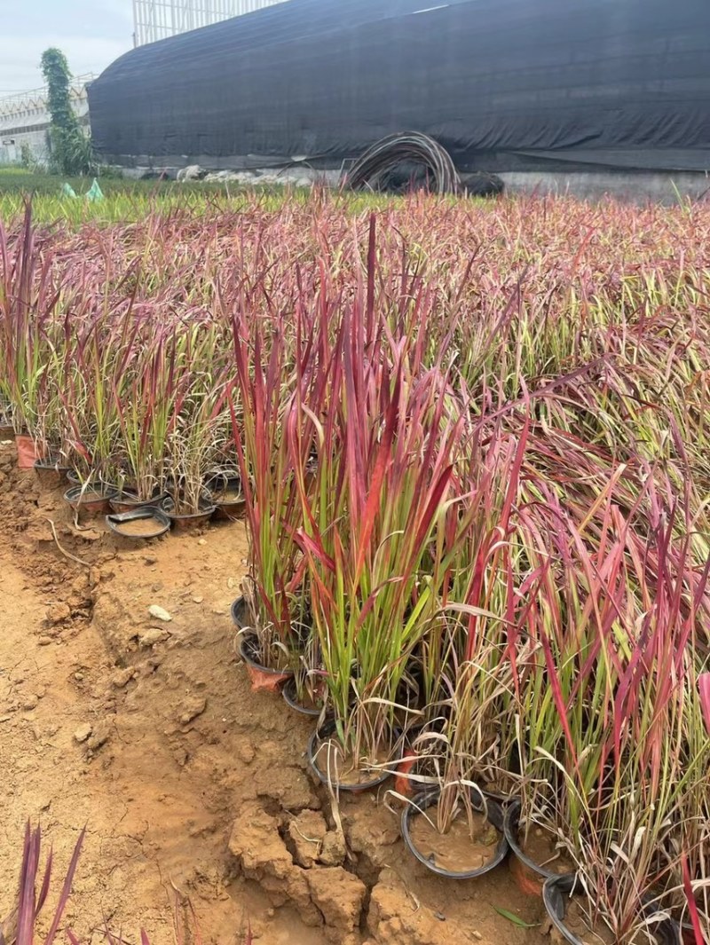 精品血草基地现货供应