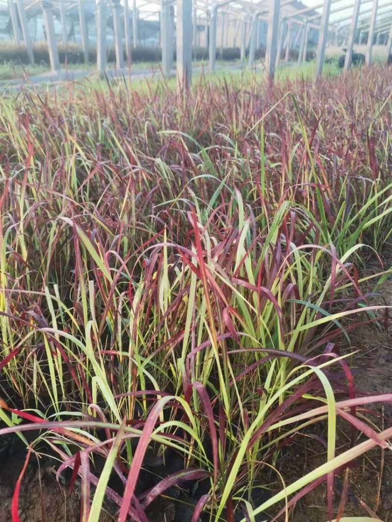 精品血草基地现货供应