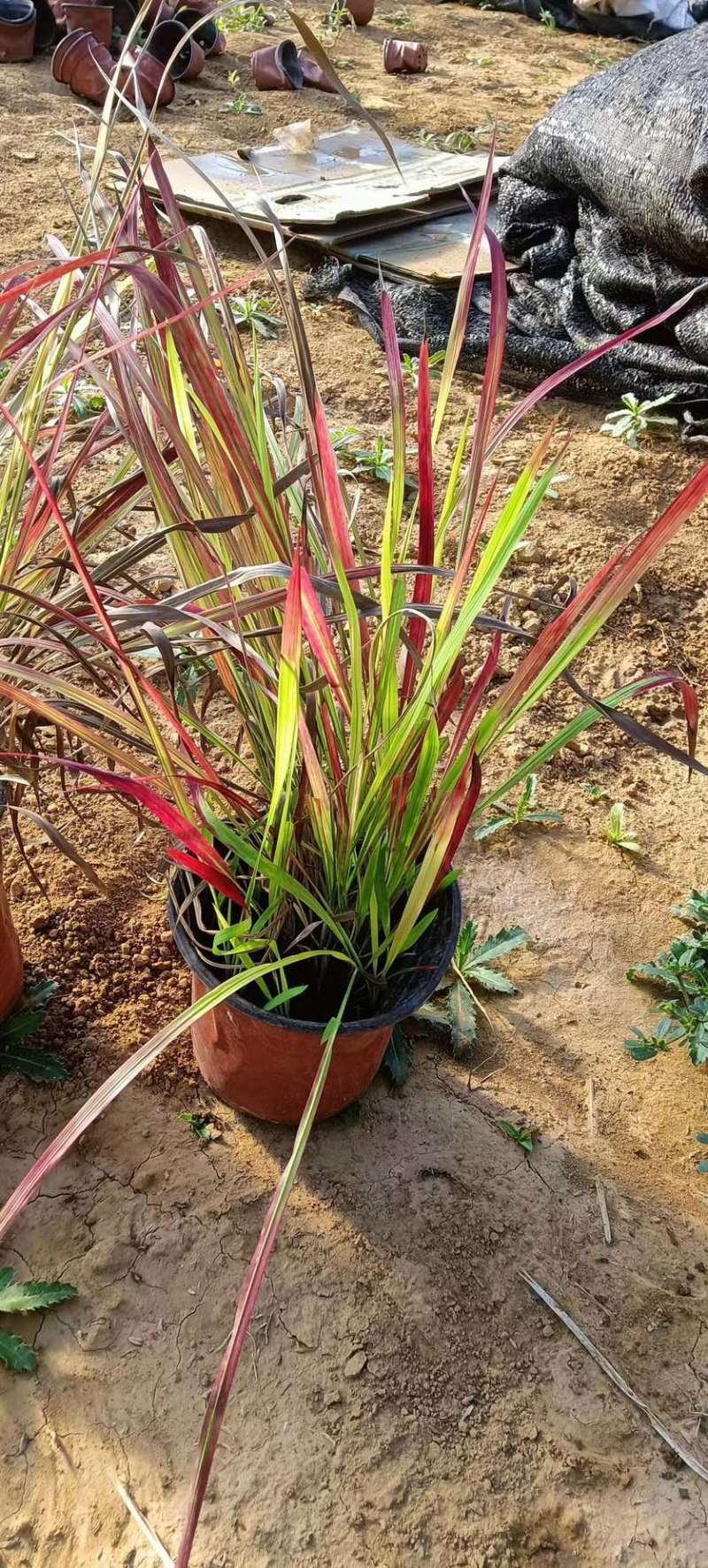 精品血草基地现货供应