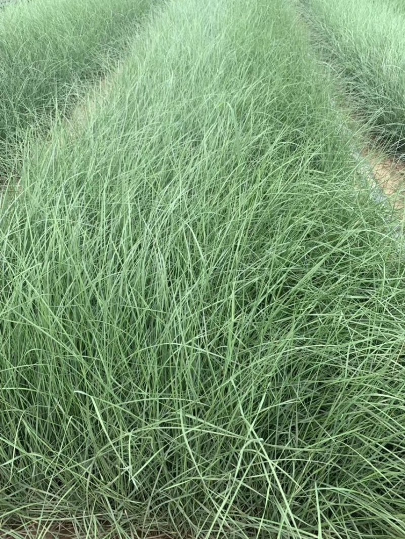 粉黛乱子草现货供应